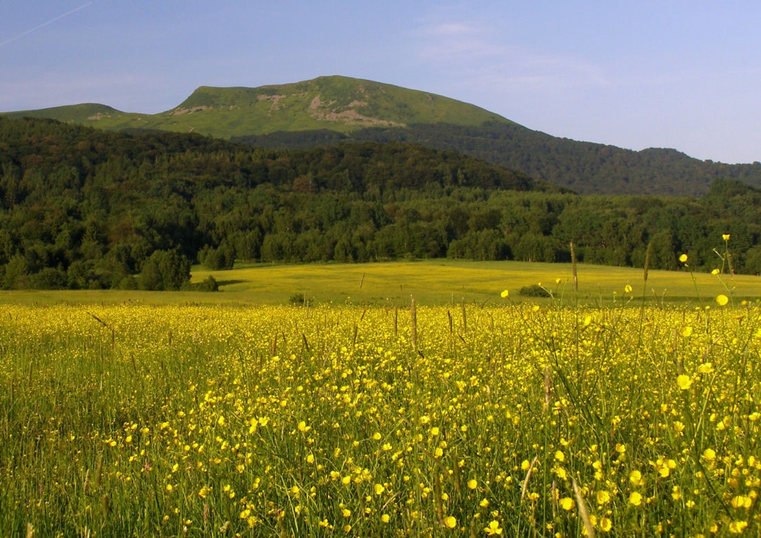 5. Tarnica