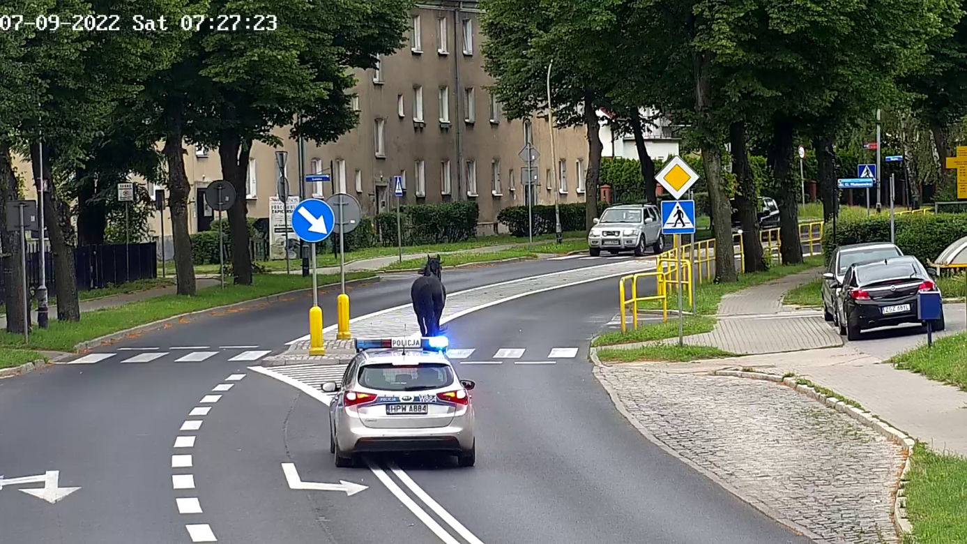 Konik na gigancie. Niecodzienna akcja w centrum Szczecinka