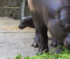 Hipopotam karłowaty z wrocławskiego zoo