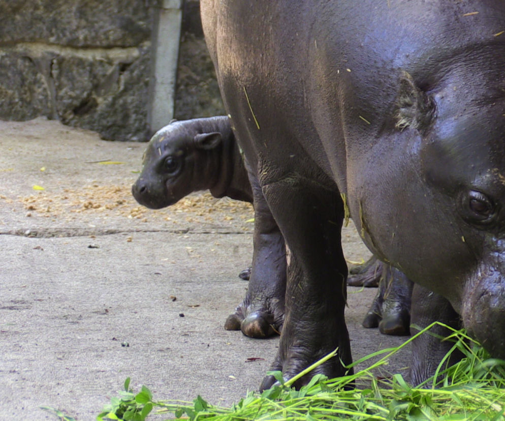 Hipopotam karłowaty z wrocławskiego zoo