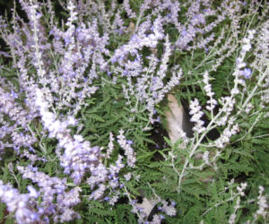 Perowskia łobodolistna Lacey Blue 'Lissit'