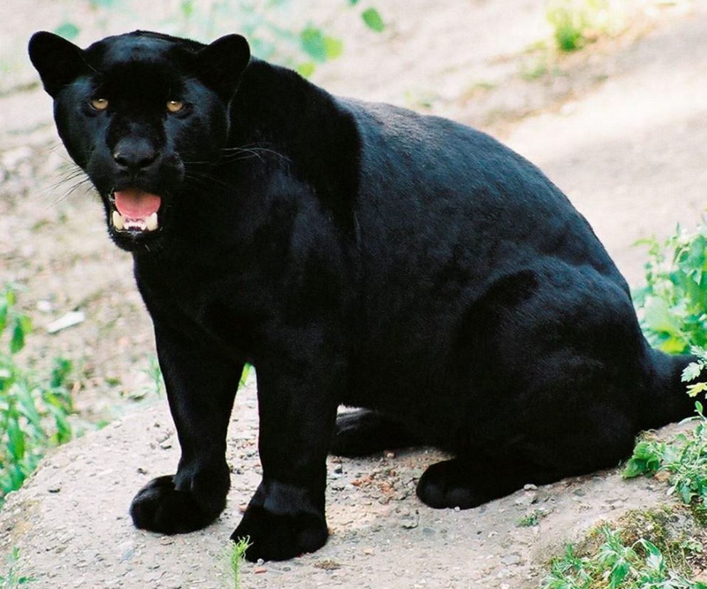 Jaguar Beata