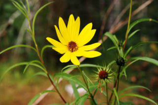 Słonecznik wierzbolistny - Helianthus salicifolius