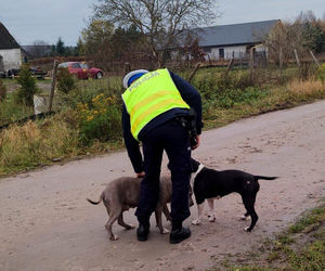 Zauważyli psy błąkające się przy drodze i ruszyli na pomoc! Nietypowa akcja policjantów