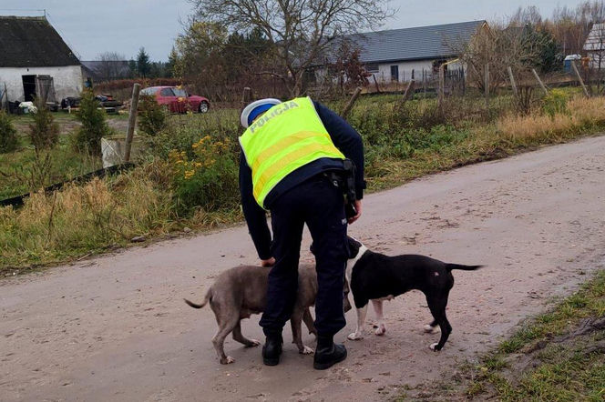 Zauważyli psy błąkające się przy drodze i ruszyli na pomoc! Nietypowa akcja policjantów