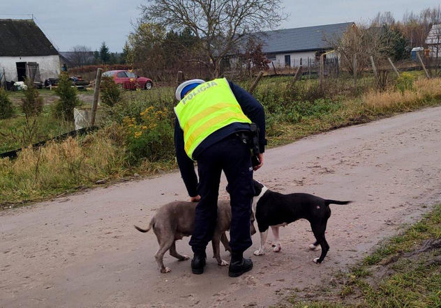 Zauważyli psy błąkające się przy drodze i ruszyli na pomoc! Nietypowa akcja policjantów