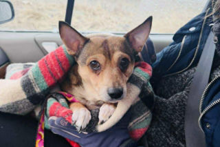 Uwięziony w altanie, bez wody i jedzenia! Pies cudem uratowany przed śmiercią