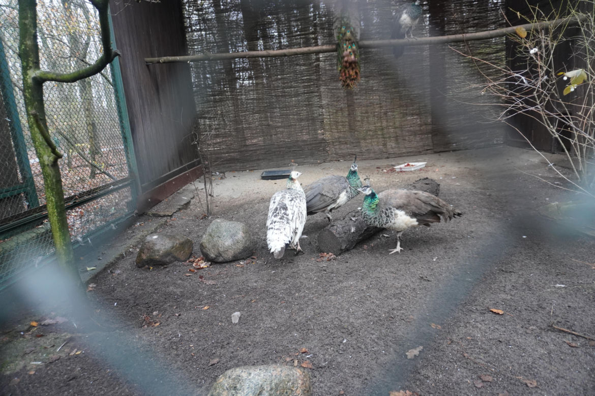 Zoo w Poznaniu zimą