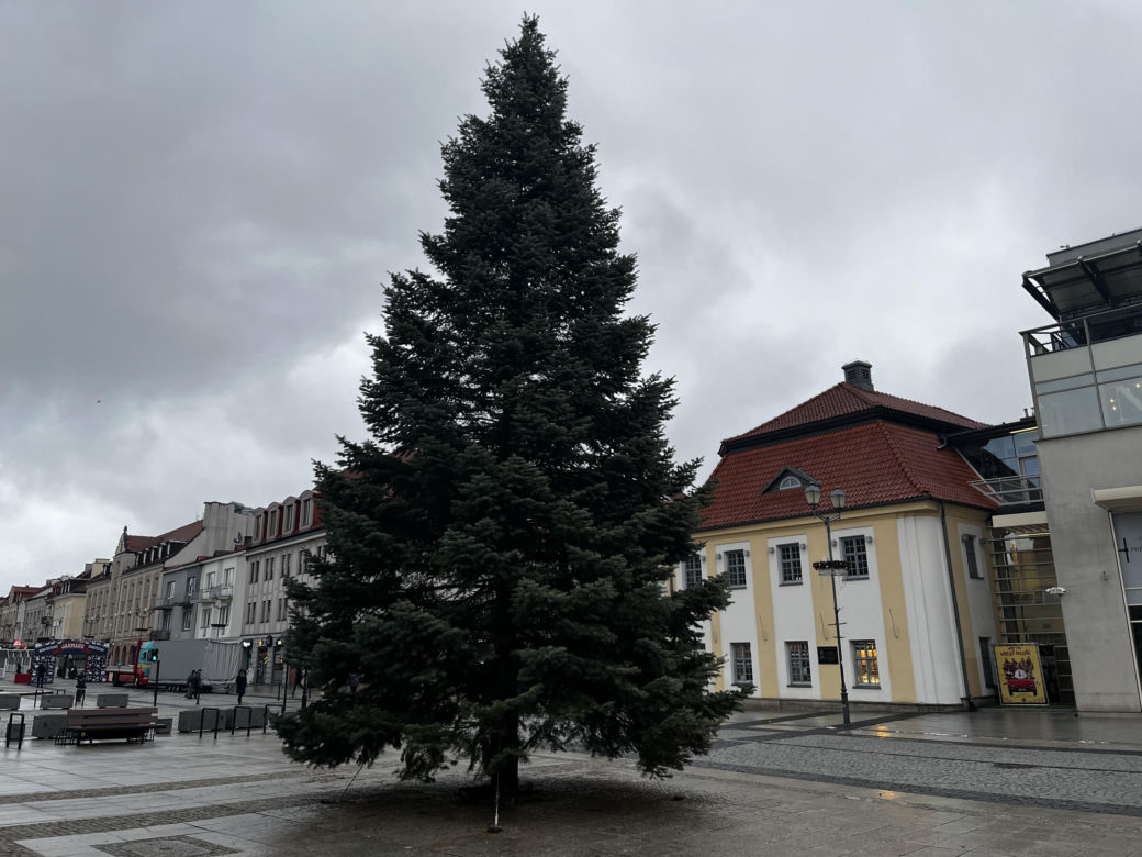 Wielki choinka stanęła na Rynku Kościuszki