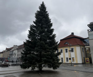 Wielki choinka stanęła na Rynku Kościuszki