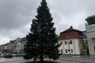 Wielki choinka stanęła na Rynku Kościuszki