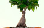 Ficus microcarpa 'Ginseng'