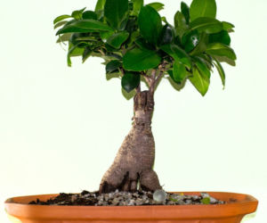 Ficus microcarpa 'Ginseng'