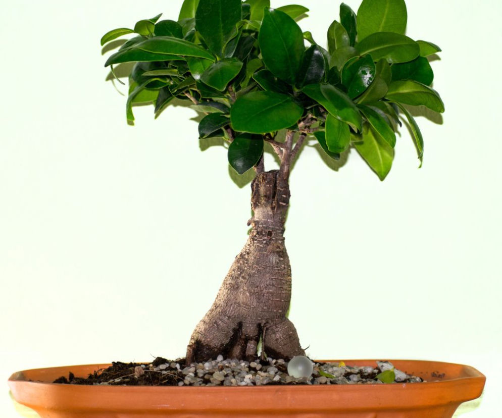 Ficus microcarpa 'Ginseng'