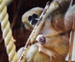 Kolejne niesamowite narodziny w ZOO Wrocław! Na świat przyszedł gibon białopoliczkowy [ZDJĘCIA, FILM]