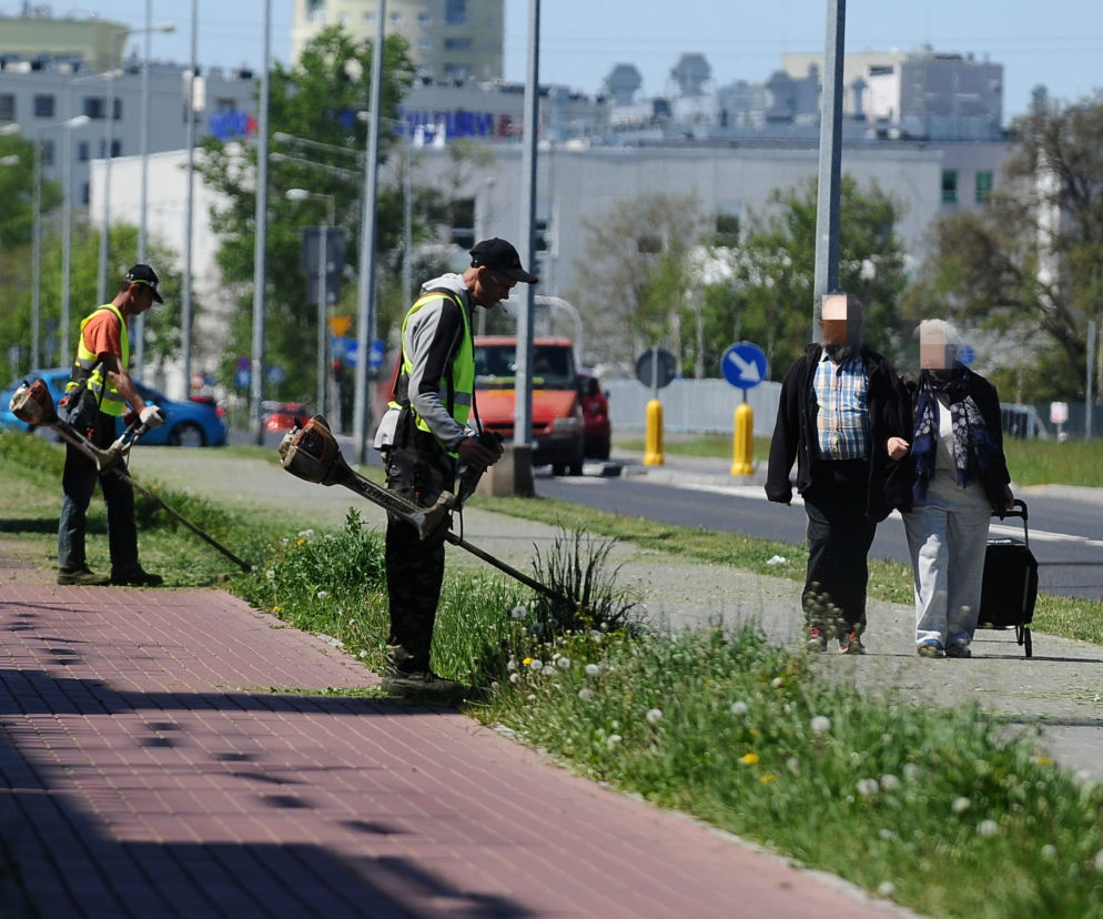 Warszawa wraca do koszenia trawników. Wielka akcja w Warszawie