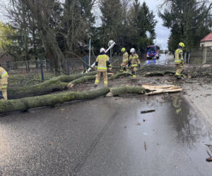 Powiat siedlecki: liczne interwencje strażaków w związku z wichurą