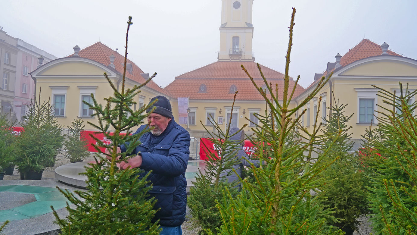 Żywe choinki za sztuczne