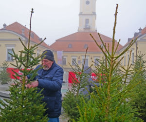 Żywe choinki za sztuczne