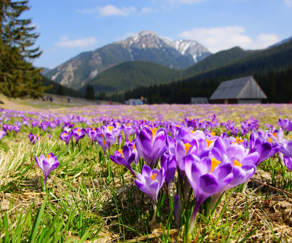 Tatry, krokusy w Dolinie Chochołowskiej