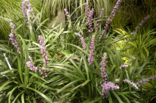 Liriope szafirkowata - Liriope muscari