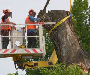 Baobab został wycięty