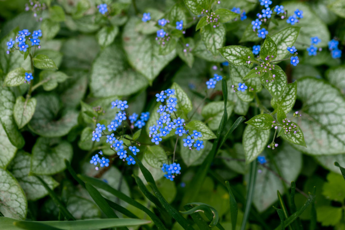 Brunnera wielkolistna