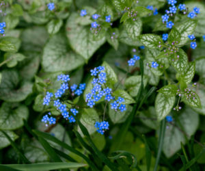 Brunnera wielkolistna
