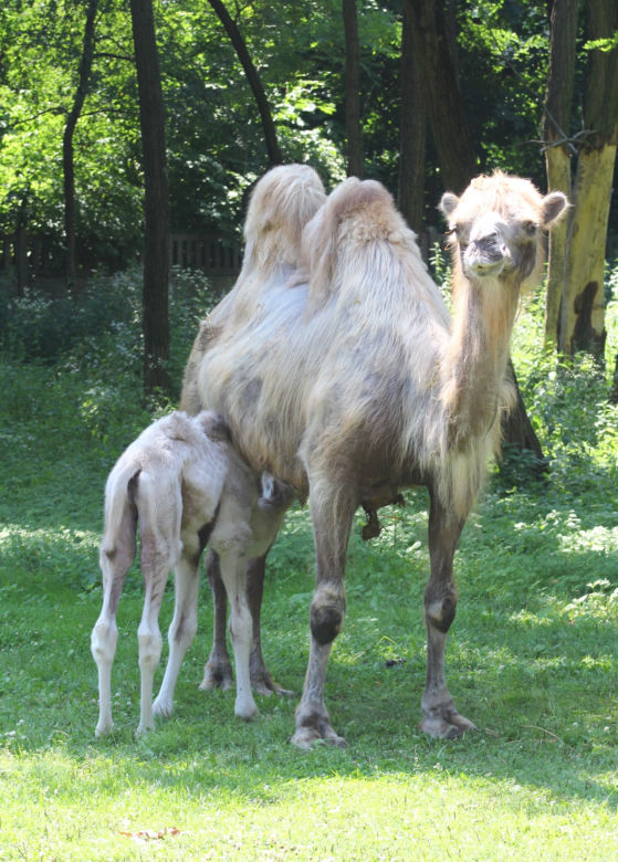 Wielbłąd Maniek zachwyci odwiedzających w warszawskim ZOO