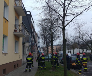 Pies na balkonie