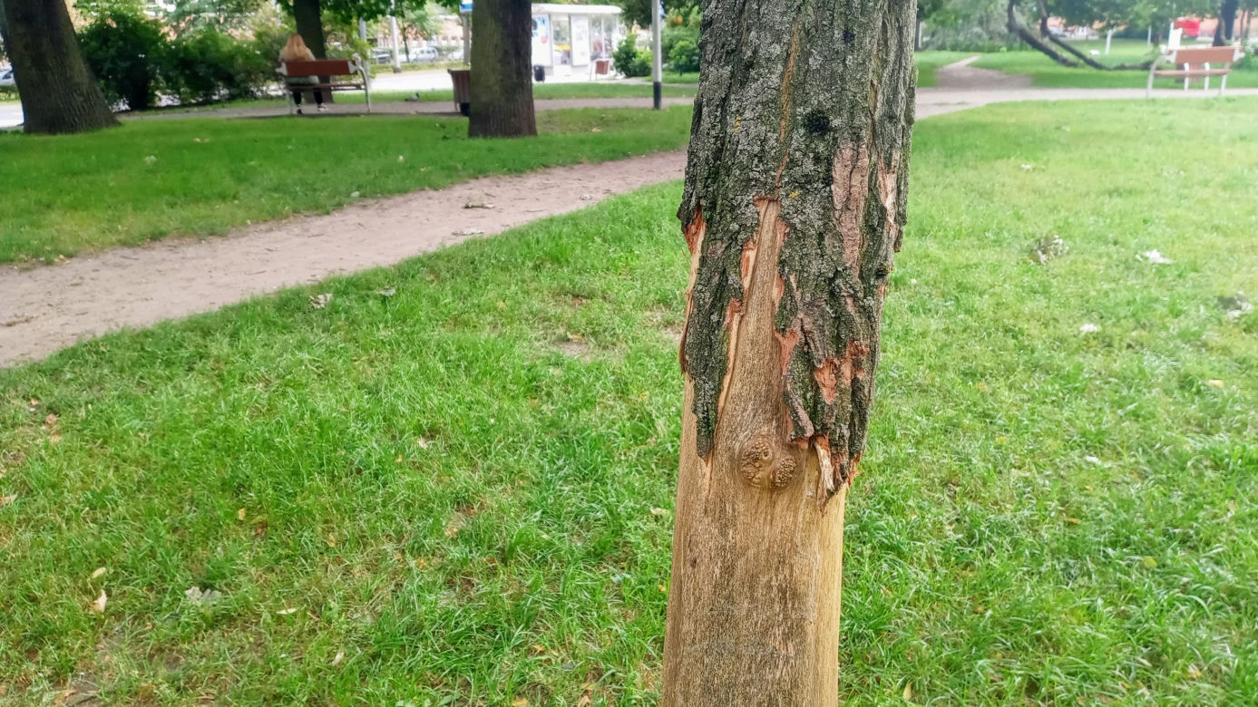 Ktoś celowo okalecza drzewa w centrum Szczecina