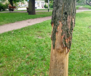 Ktoś celowo okalecza drzewa w centrum Szczecina