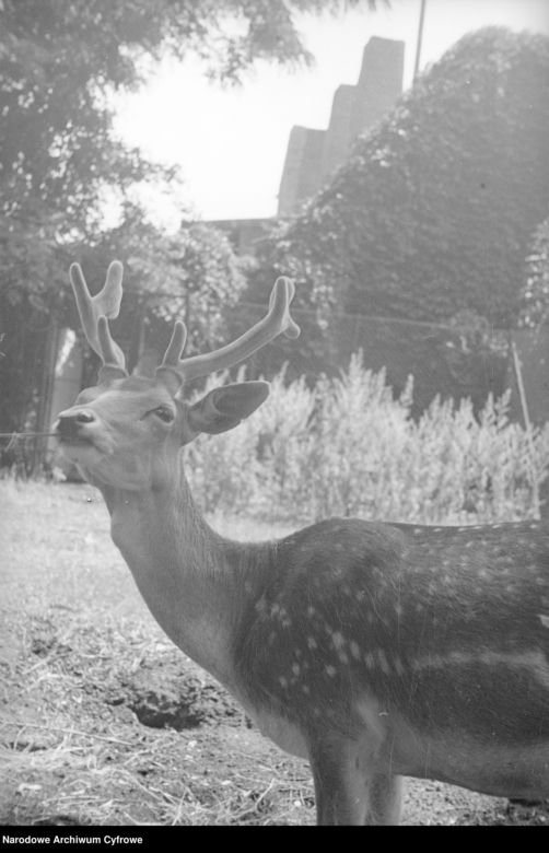 ZOO Wrocław w latach 50. XX wieku. Zobacz, jak wyglądało otwarcie zoo we Wrocławiu [ZDJĘCIA]