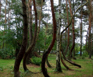Krzywy Las pod Gryfinem