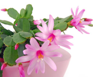 Hatiora gaertneri