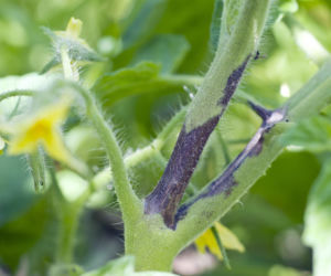 Alternarioza pomidora