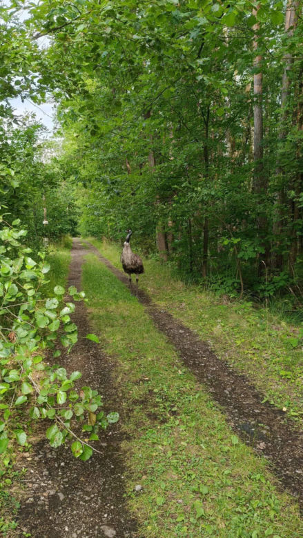 Emu w lublineckich lasach