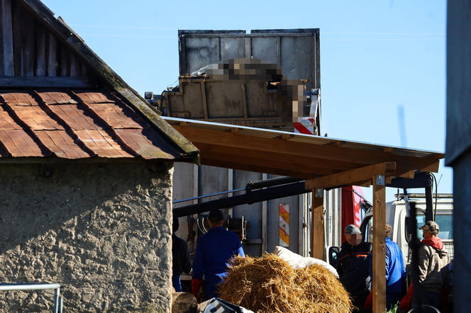 Horror koło Ostródy. Zwierzęta konały bez światła, wody i jedzenia