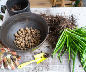 Rozmnażanie aloesu przez odrosty