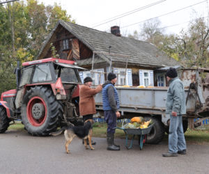 Rolnicy. Podlasie. Gienek, Andrzej i Sławek w Deniskach. Odbierają dynie