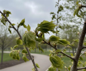 Pogoda na weekend w Białymstoku 24-26 kwietnia. Po ciepłej sobocie przyjdzie zimna i wietrzna niedziela