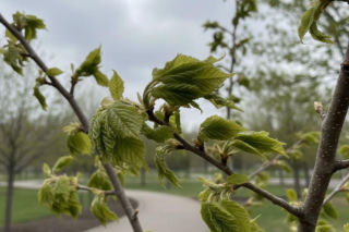 Pogoda na weekend w Białymstoku 24-26 kwietnia. Po ciepłej sobocie przyjdzie zimna i wietrzna niedziela