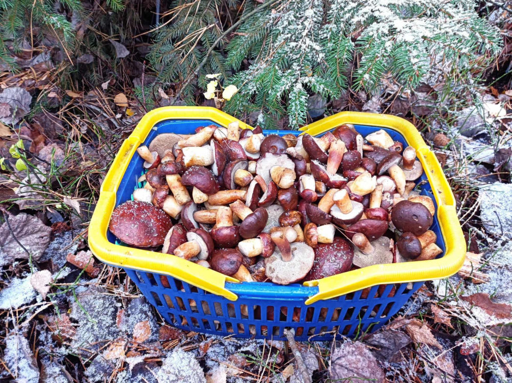 Grzyby w Polsce. Ponad pół tysiąca sztuk w czasie jednej wyprawy! To już koniec sezonu