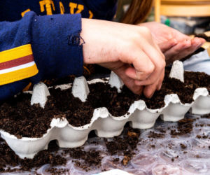 Rozsada w wytłaczankach po jajkach