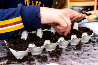 Rozsada w wytłaczankach po jajkach