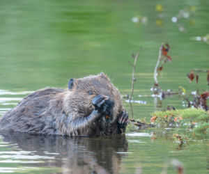 Bóbr wije gniazdko przy posesji? To jeszcze nie powód do paniki