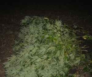 Plantacja konopi