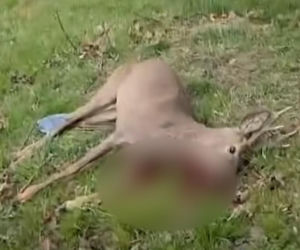 Poderżnął gardło rannej przy policjancie. Szokujące sceny pod Bolesławcem