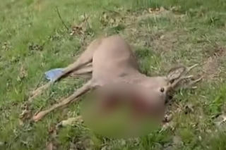 Poderżnął gardło rannej przy policjancie. Szokujące sceny pod Bolesławcem