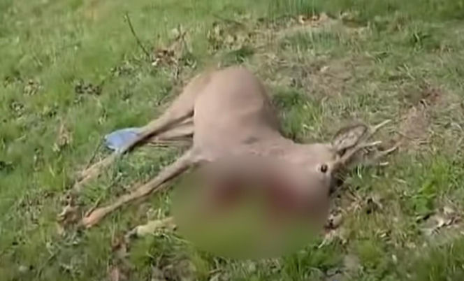 Poderżnął gardło rannej przy policjancie. Szokujące sceny pod Bolesławcem